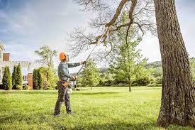 How Our Tree Care Process Works  in Spring, TX